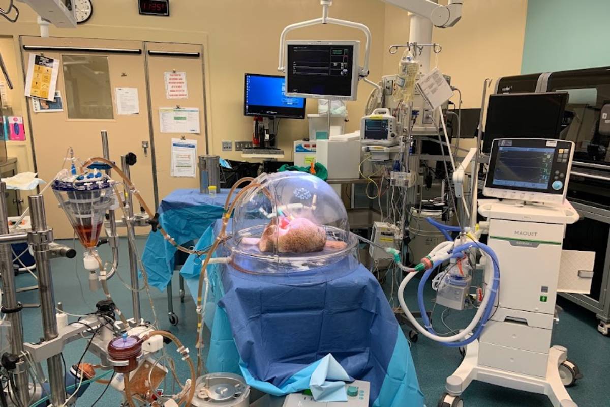 Pulmón en la máquina de perfusión 'ex vivo' con el tratamiento enzimático. (FOTO:UHN).